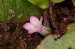 Trailing arbutus